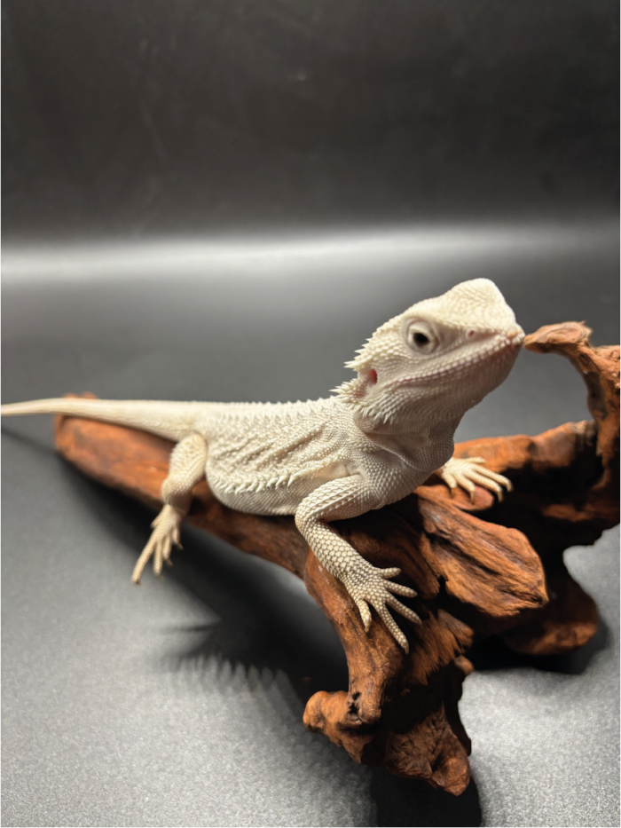 Bartagame Pogona Hypo Zero White Weiße Bartagame Reptilienzucht Terraristix Pinkafeld