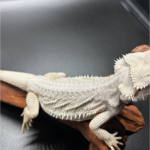 Bartagame Pogona Hypo Zero White Weiße Bartagame Reptilienzucht Terraristix Pinkafeld