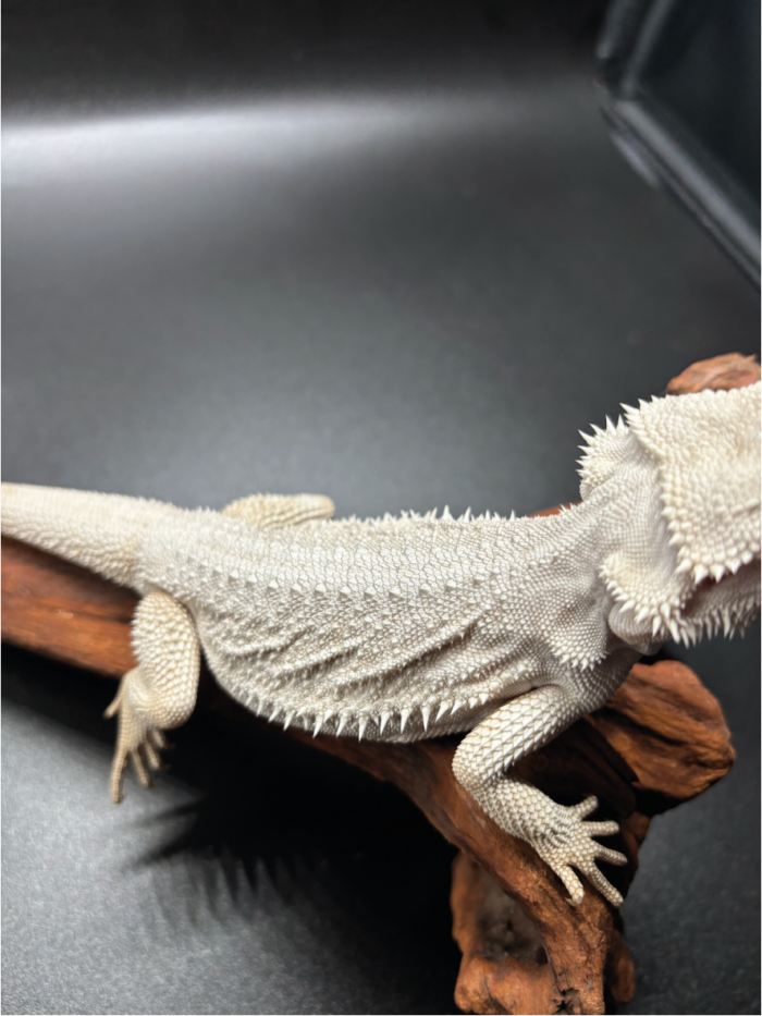 Bartagame Pogona Hypo Zero White Weiße Bartagame Reptilienzucht Terraristix Pinkafeld