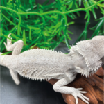 Bartagame Pogona Zero White Weiße Bartagame Reptilienzucht Terraristix Pinkafeld