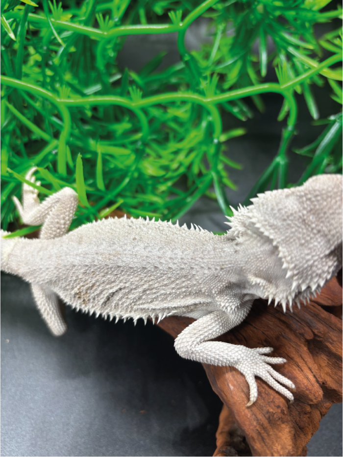 Bartagame Pogona Zero White Weiße Bartagame Reptilienzucht Terraristix Pinkafeld