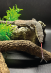 Felsenwaran Glouerti Reptilien Zucht Terraristix Pinkafeld