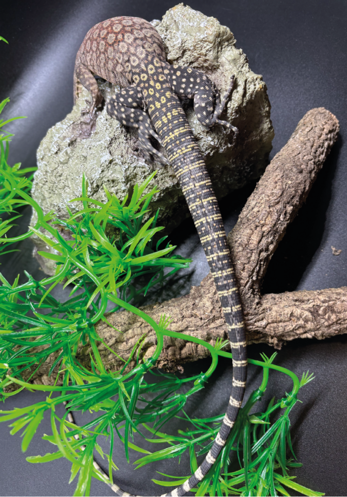 Felsenwaran Glouerti Reptilien Zucht Terraristix Pinkafeld