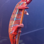 Panther Chamäleon Furciver Pardalis Männchen Ambilobe Terraristix Reptilienzucht Pinkafeld