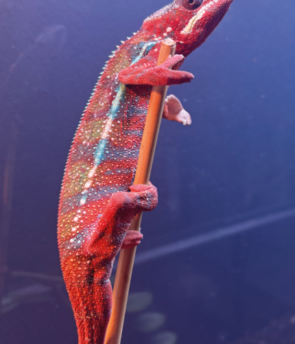 Panther Chamäleon Furciver Pardalis Männchen Ambilobe Terraristix Reptilienzucht Pinkafeld