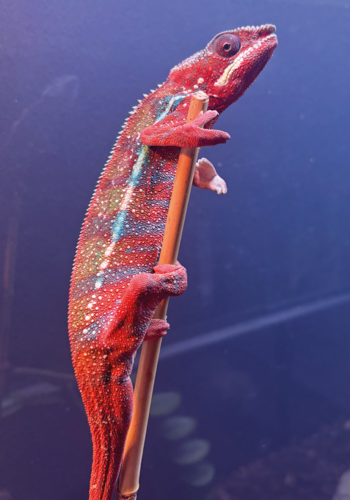 Panther Chamäleon Furciver Pardalis Männchen Ambilobe Terraristix Reptilienzucht Pinkafeld