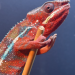 Panther Chamäleon Furciver Pardalis Männchen Ambilobe Terraristix Reptilienzucht Pinkafeld