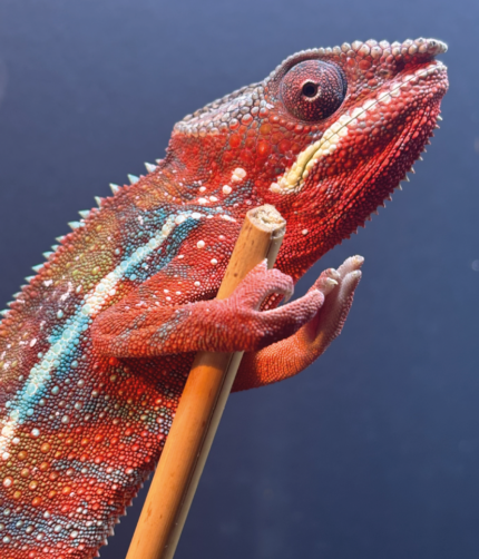 Panther Chamäleon Furciver Pardalis Männchen Ambilobe Terraristix Reptilienzucht Pinkafeld