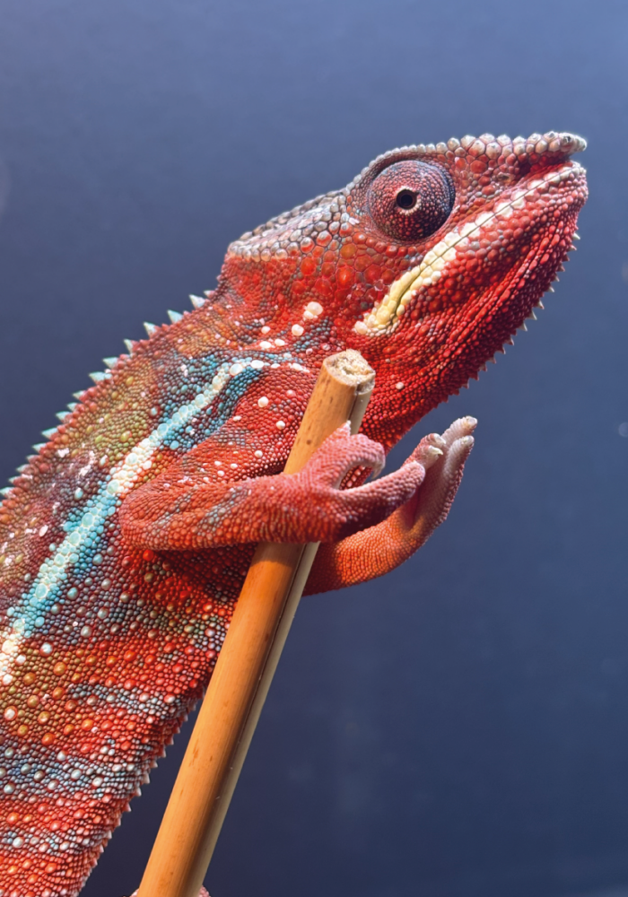 Panther Chamäleon Furciver Pardalis Männchen Ambilobe Terraristix Reptilienzucht Pinkafeld