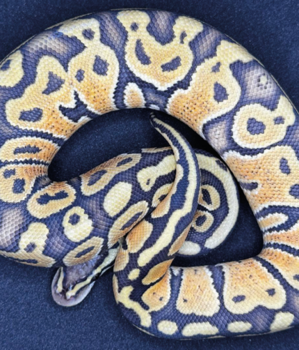 Königspython Python Regius Pastel Ghost Männchen Reptilien Shop Terraristix