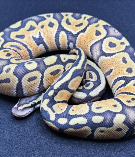 Königspython Python Regius Pastel Ghost Männchen Reptilien Shop Terraristix