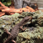 Steppenwaran Baby Jungtier Waran Terraristix Reptilienzucht