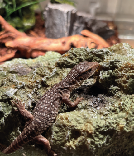 Steppenwaran Baby Jungtier Waran Terraristix Reptilienzucht