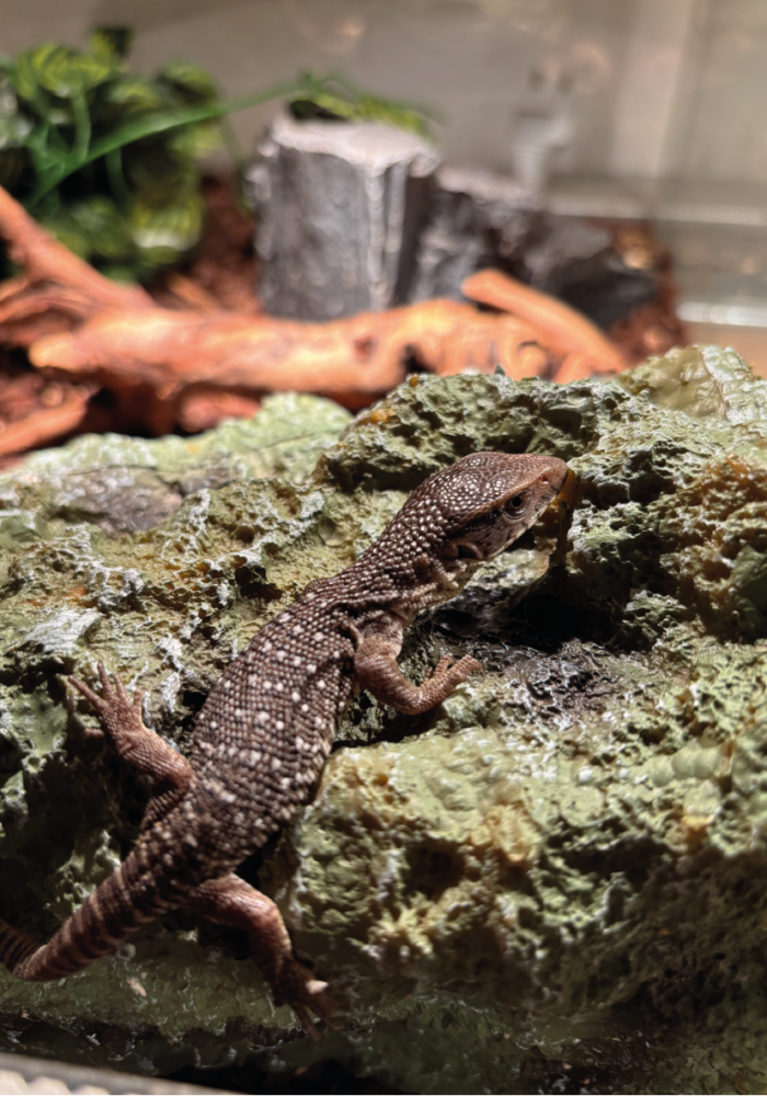 Steppenwaran Baby Jungtier Waran Terraristix Reptilienzucht