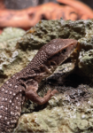 Steppenwaran Baby Jungtier Waran Terraristix Reptilienzucht