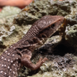 Steppenwaran Baby Jungtier Waran Terraristix Reptilienzucht