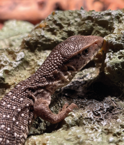 Steppenwaran Baby Jungtier Waran Terraristix Reptilienzucht