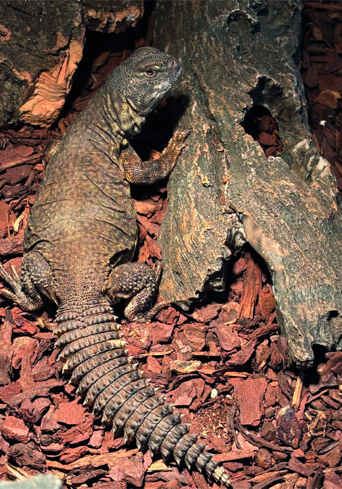 Dornschwanzagame Uromastyx Reptilienzucht Terraristix
