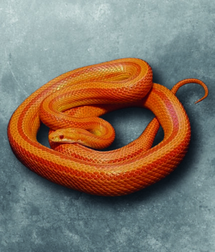 Kornnatter Pantherophis Guttatus Amelano Terraristix Reptilienzucht
