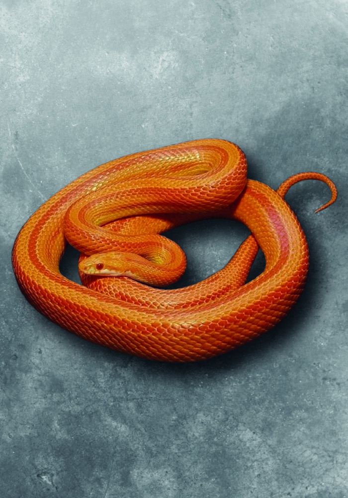 Kornnatter Pantherophis Guttatus Amelano Terraristix Reptilienzucht