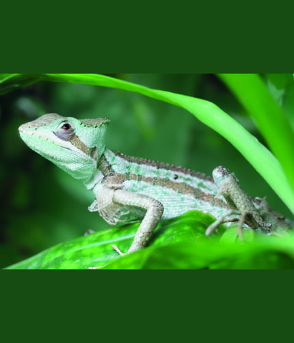 Kronenbasilisk Laemanctus Terraristix Reptilienzucht