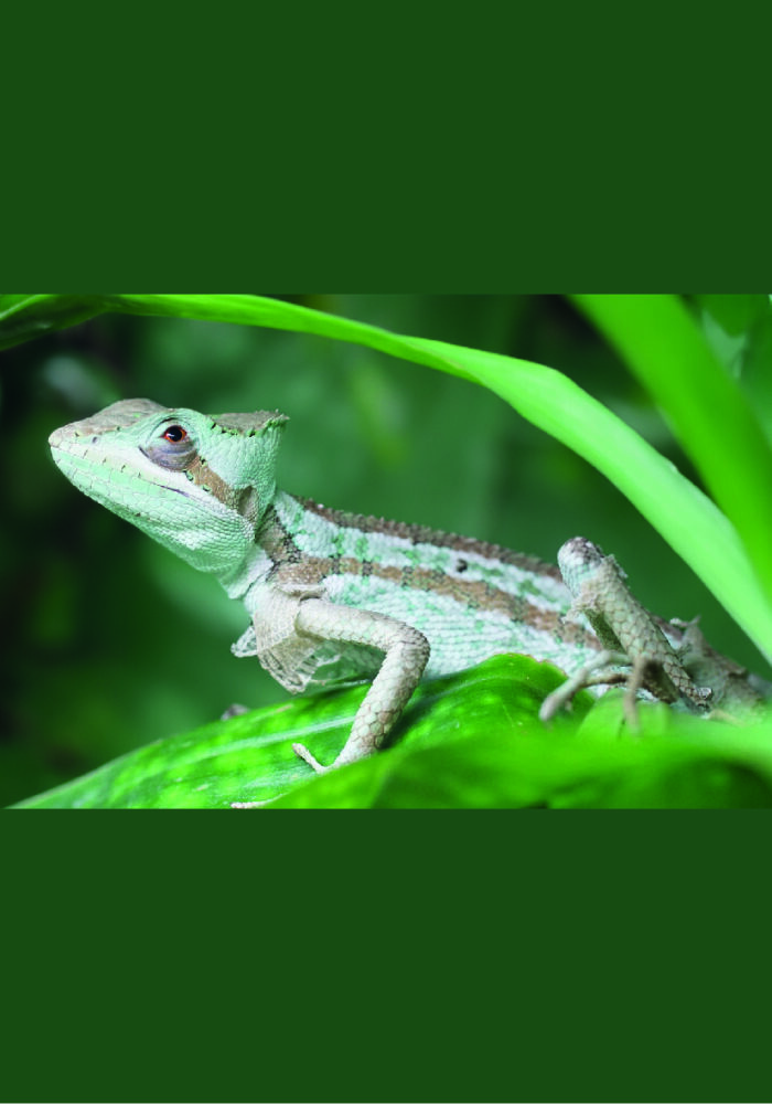 Kronenbasilisk Laemanctus Terraristix Reptilienzucht