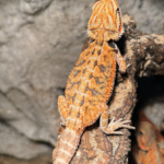 Bartagame Classic Orange Tiger Terraristix Reptilienzucht