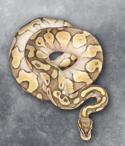 Python Regius Königspython Orange Dream Enchi Reptilienzucht Schlangen Terraristix