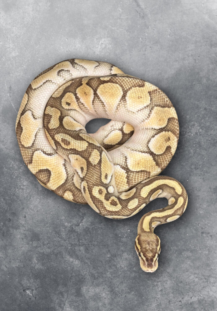 Python Regius Königspython Orange Dream Enchi Reptilienzucht Schlangen Terraristix