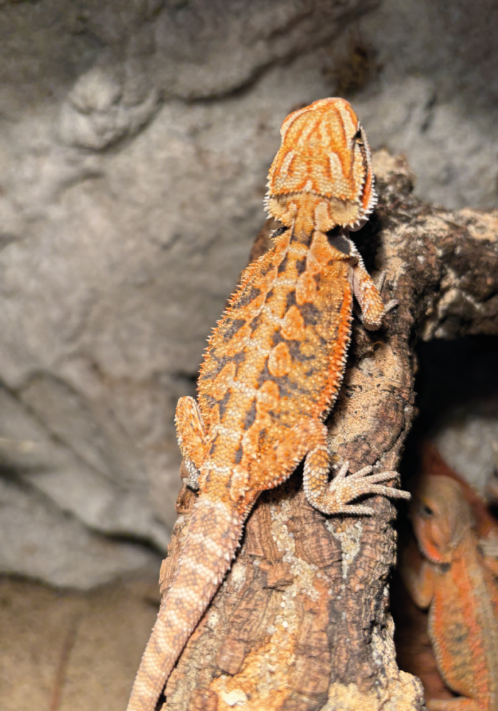 Bartagame Classic Orange Tiger Terraristix Reptilienzucht