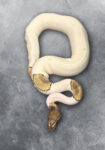 Python Regius Königspython Mojave Pied Reptilienzucht Schlangen Terraristix