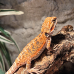 Bartagame Classic Orange Tiger Terraristix Reptilienzucht