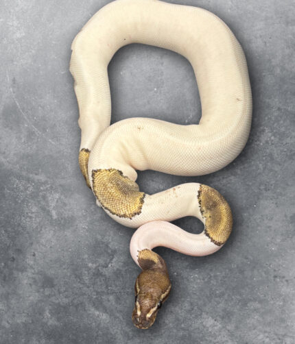 Python Regius Königspython Mojave Pied Reptilienzucht Schlangen Terraristix