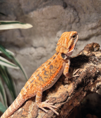 Bartagame Classic Orange Tiger Terraristix Reptilienzucht