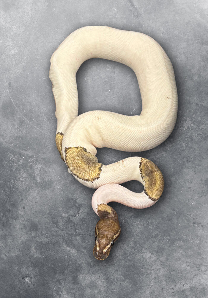 Python Regius Königspython Mojave Pied Reptilienzucht Schlangen Terraristix