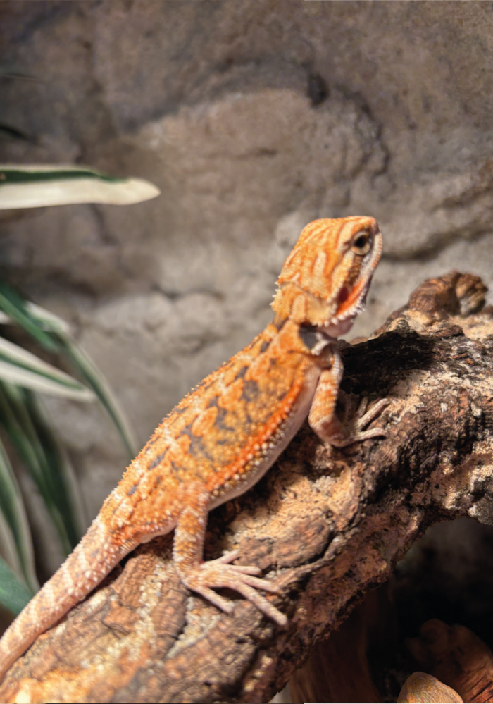 Bartagame Classic Orange Tiger Terraristix Reptilienzucht