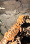 Bartagame Classic Orange Tiger Terraristix Reptilienzucht