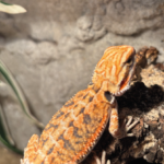 Bartagame Classic Orange Tiger Terraristix Reptilienzucht