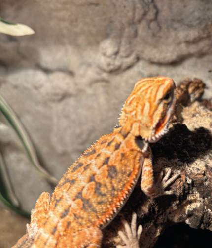 Bartagame Classic Orange Tiger Terraristix Reptilienzucht