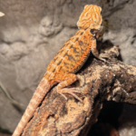 Bartagame Classic Orange Tiger Terraristix Reptilienzucht