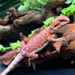 Bartagame Pogona Vitticeps Hypo Het Trans Bluepoint Terraristix Reptilienzucht