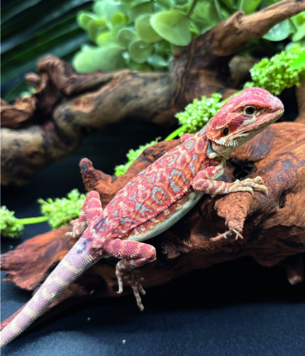 Bartagame Pogona Vitticeps Hypo Het Trans Bluepoint Terraristix Reptilienzucht