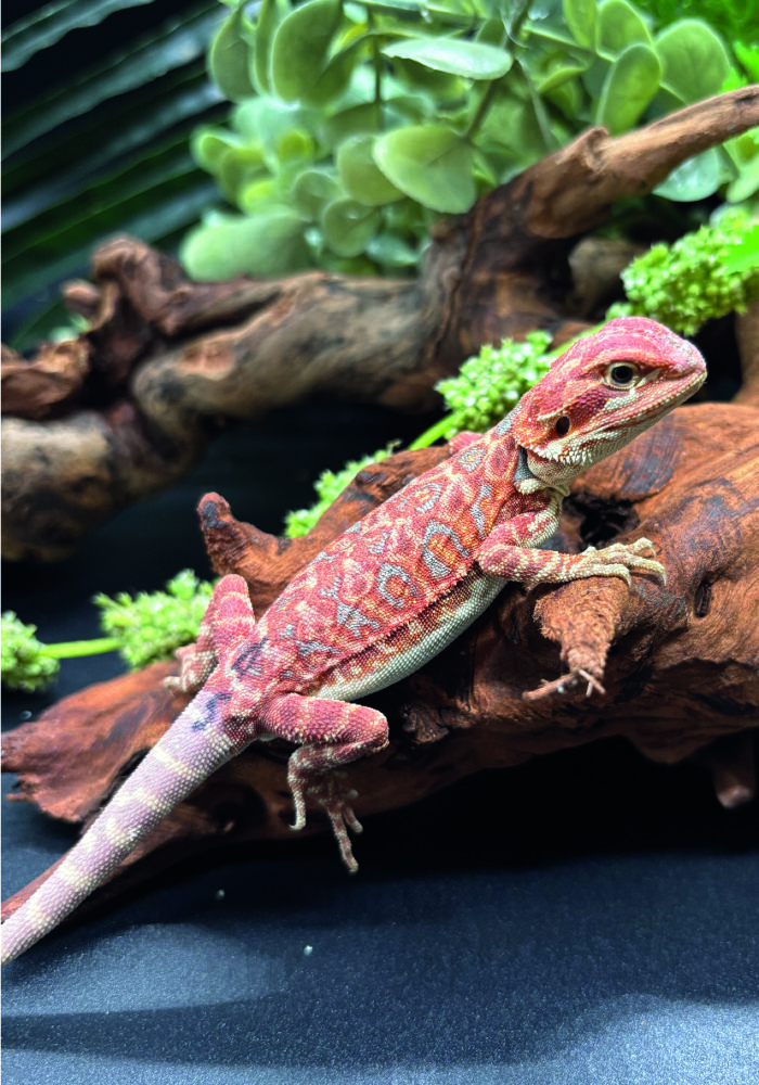 Bartagame Pogona Vitticeps Hypo Het Trans Bluepoint Terraristix Reptilienzucht
