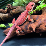 Bartagame Pogona Vitticeps Hypo Het Trans Bluepoint Terraristix Reptilienzucht