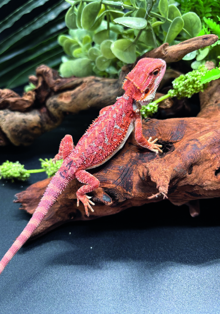 Bartagame Pogona Vitticeps Hypo Het Trans Bluepoint Terraristix Reptilienzucht