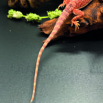 Bartagame Pogona Vitticeps Hypo Het Trans Bluepoint Terraristix Reptilienzucht