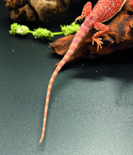 Bartagame Pogona Vitticeps Hypo Het Trans Bluepoint Terraristix Reptilienzucht