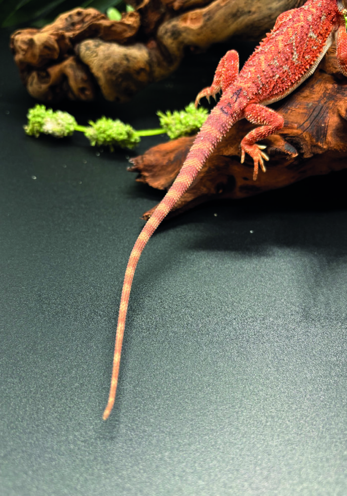 Bartagame Pogona Vitticeps Hypo Het Trans Bluepoint Terraristix Reptilienzucht