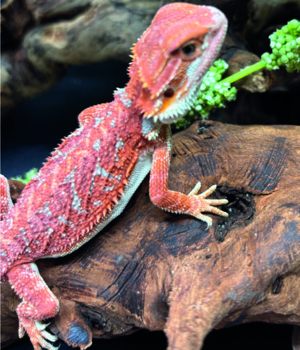 Bartagame Pogona Vitticeps Hypo Het Trans Bluepoint Terraristix Reptilienzucht