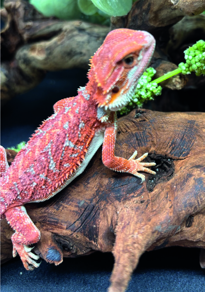 Bartagame Pogona Vitticeps Hypo Het Trans Bluepoint Terraristix Reptilienzucht